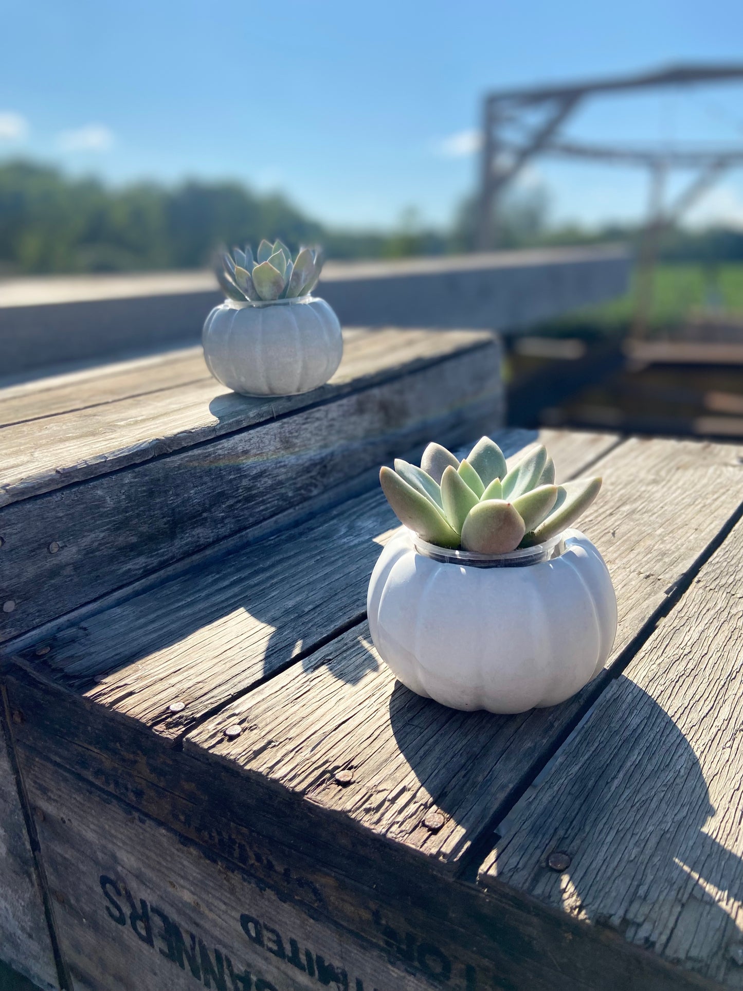 Pumpkin Planter