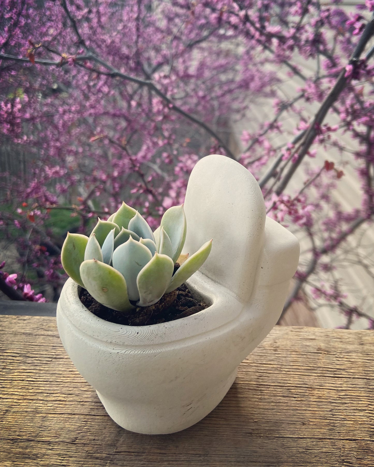 Toilet Planter