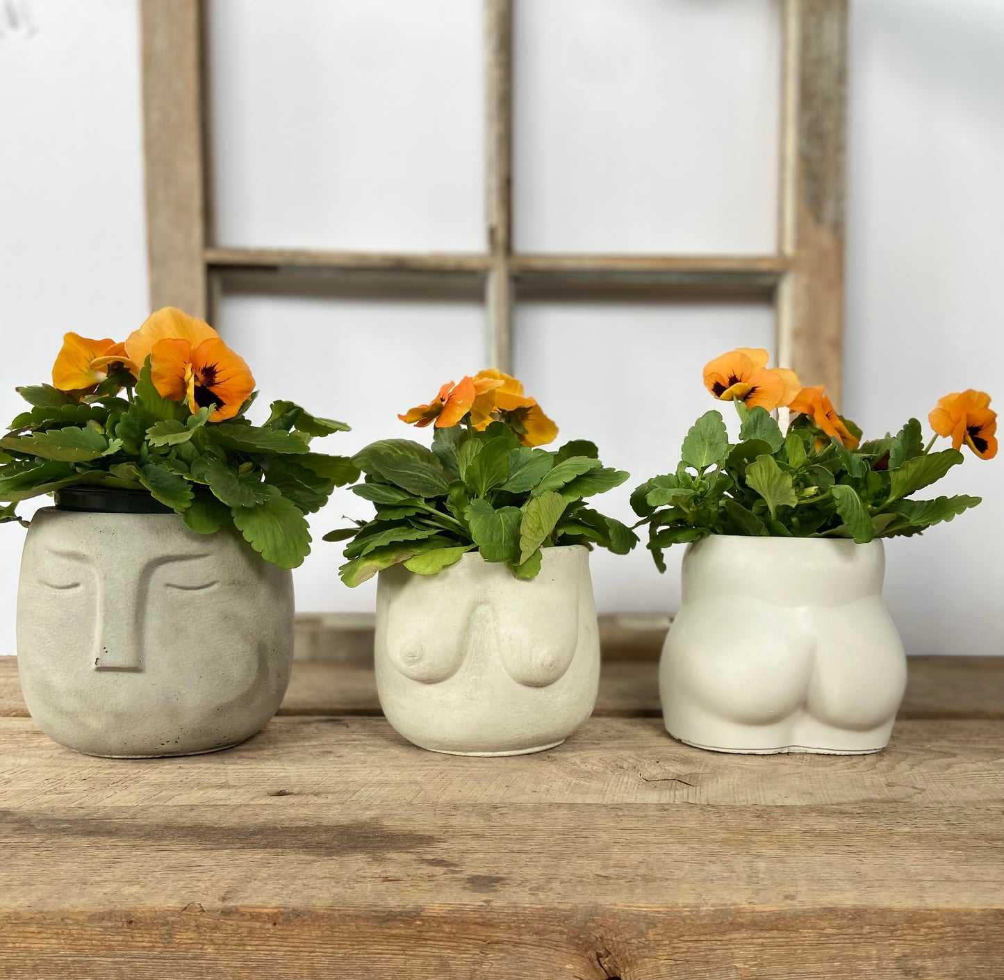 Mom’s fav - Aphrodite Planter