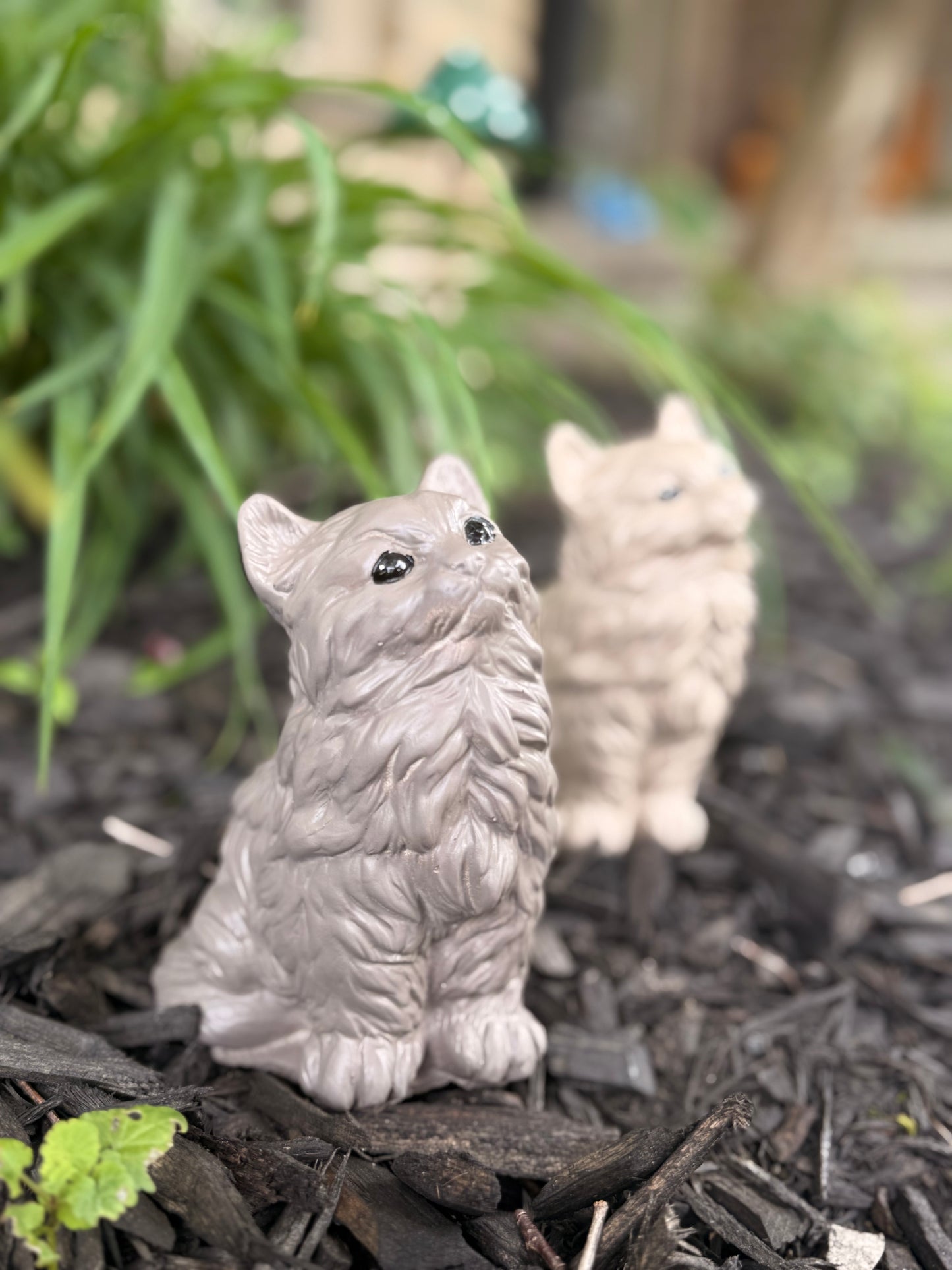 Whiskers Garden Cat